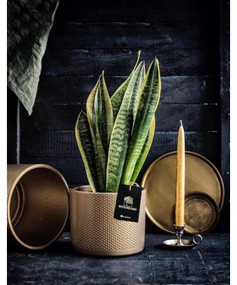 Sansevieria - Paşa Kılıcı Dore Saksıda